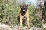 BULLMASTIFF 030